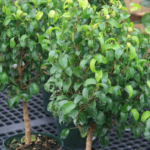 ficus benjamina beneficios