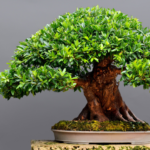 Bonsai Ficus