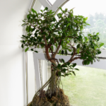 Ficus Microcarpa