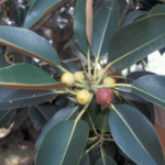 Ficus Macrophylla