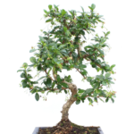 Ficus Retusa